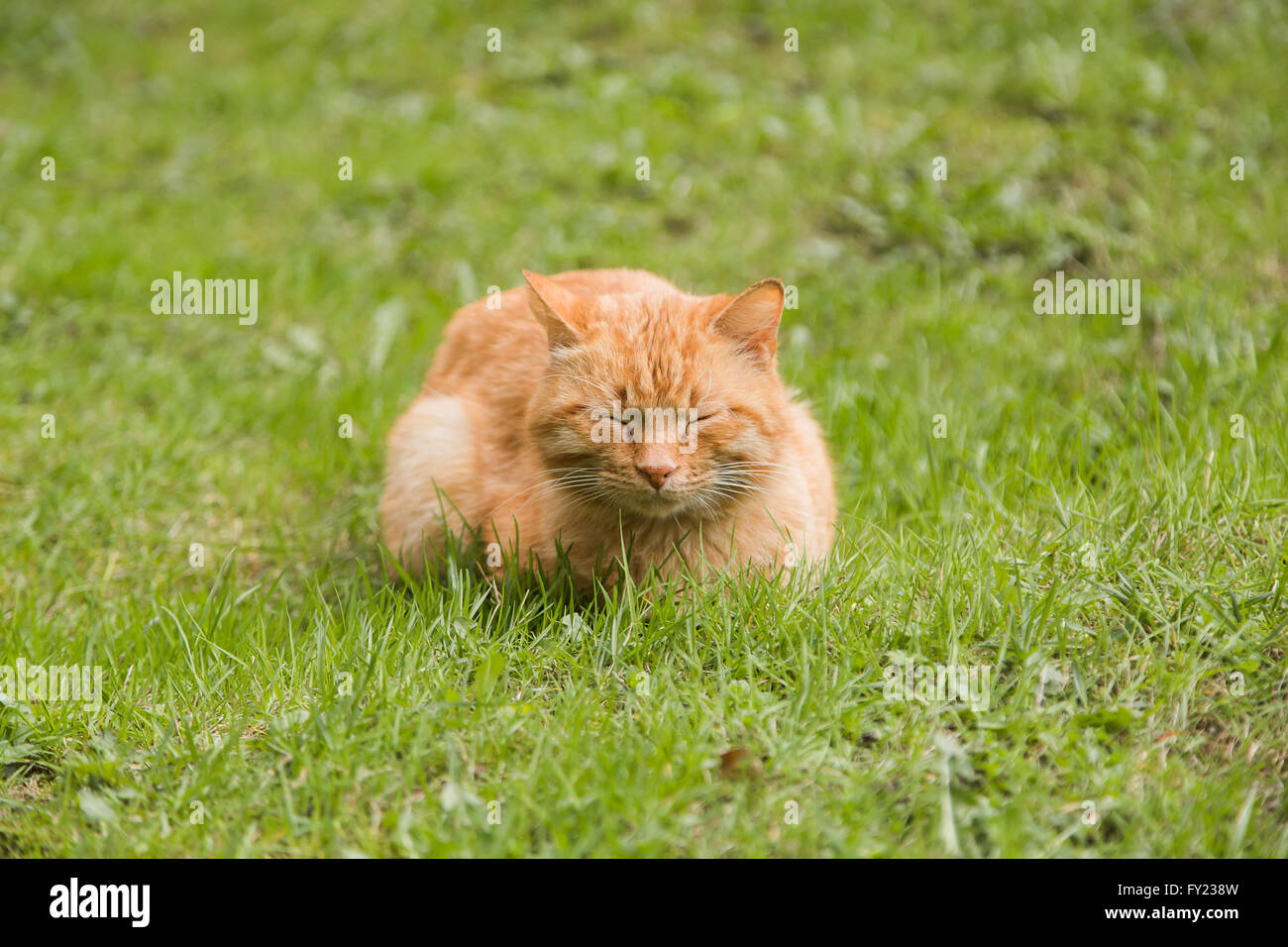 Ritratto di red-headed sleepy cat Foto Stock