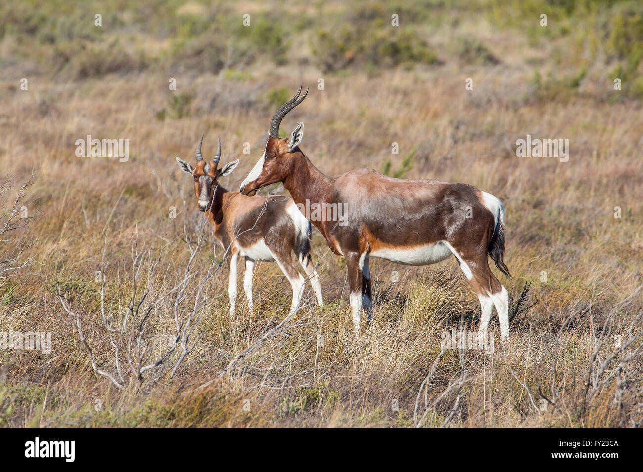 Bontebok a Bartholomeus Klip nella Western Cape, Foto Stock