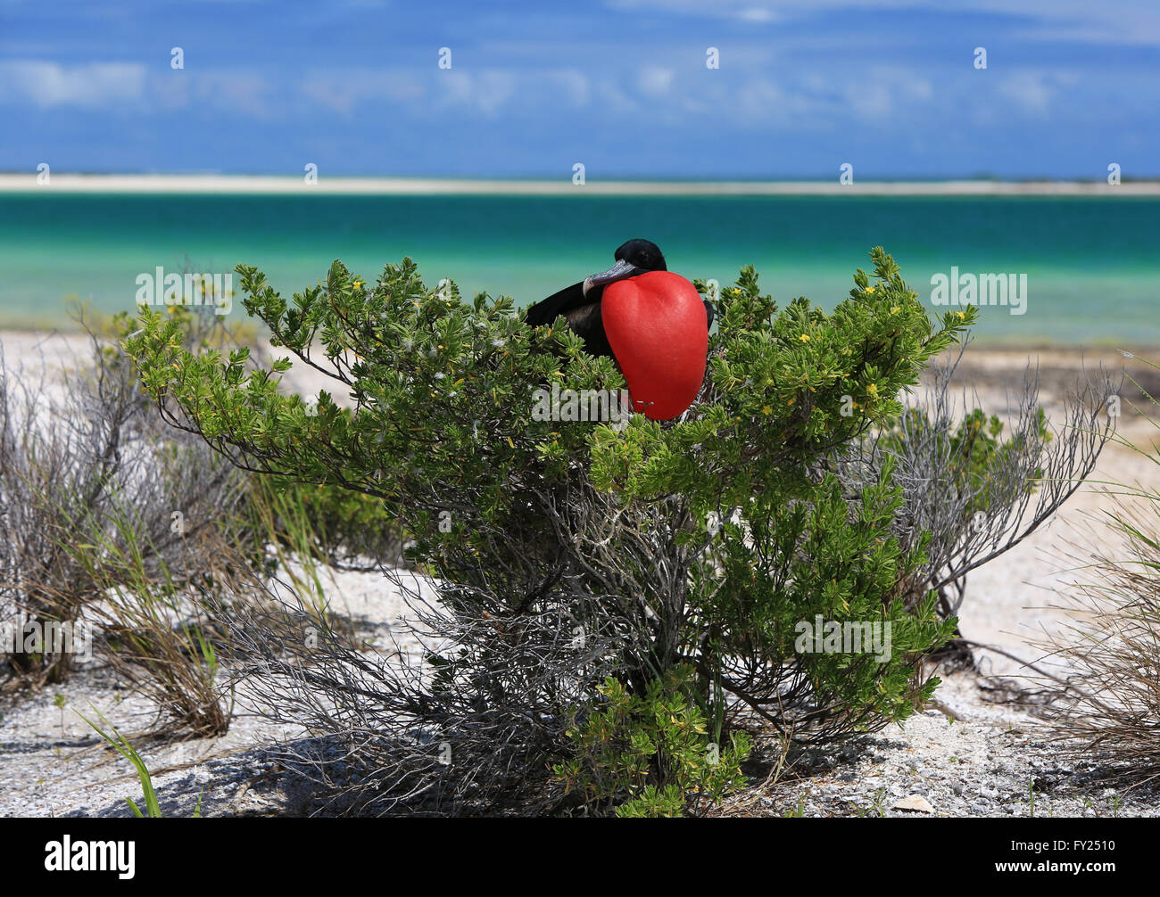 Grande maschio frigatebird gonfiato con il suo caratteristico colore rosso gola sacca è sulla stagione riproduttiva, Isola di Natale, Kiribati Foto Stock