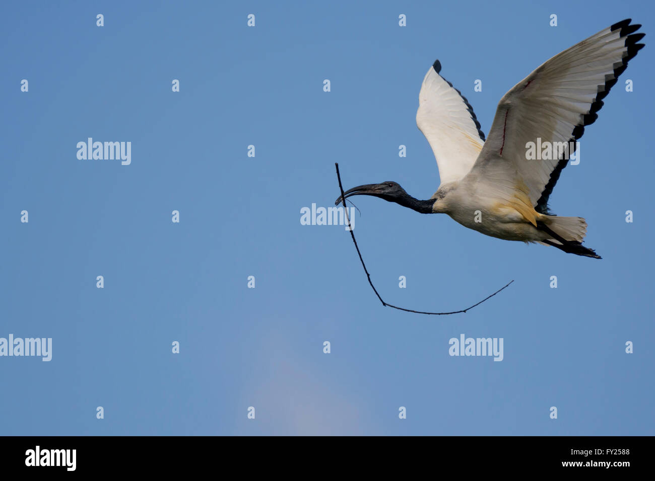 Ibis sacri uccello ramoscello che trasportano materiale di nesting Foto Stock