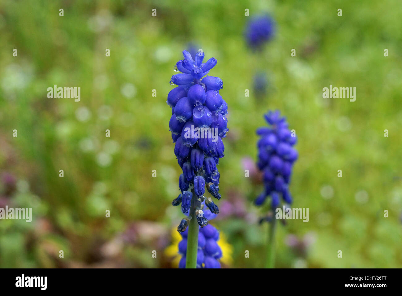 Muscari,uva giacinti Foto Stock