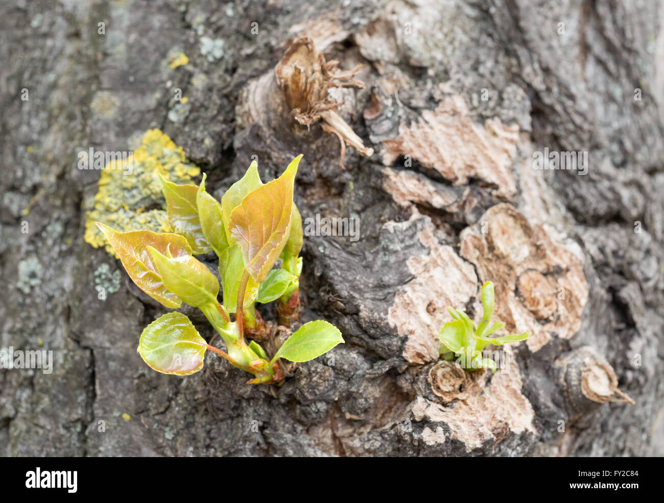 Macro di giovani foglie di pioppo crescente sul tronco di albero all'inizio della primavera Foto Stock