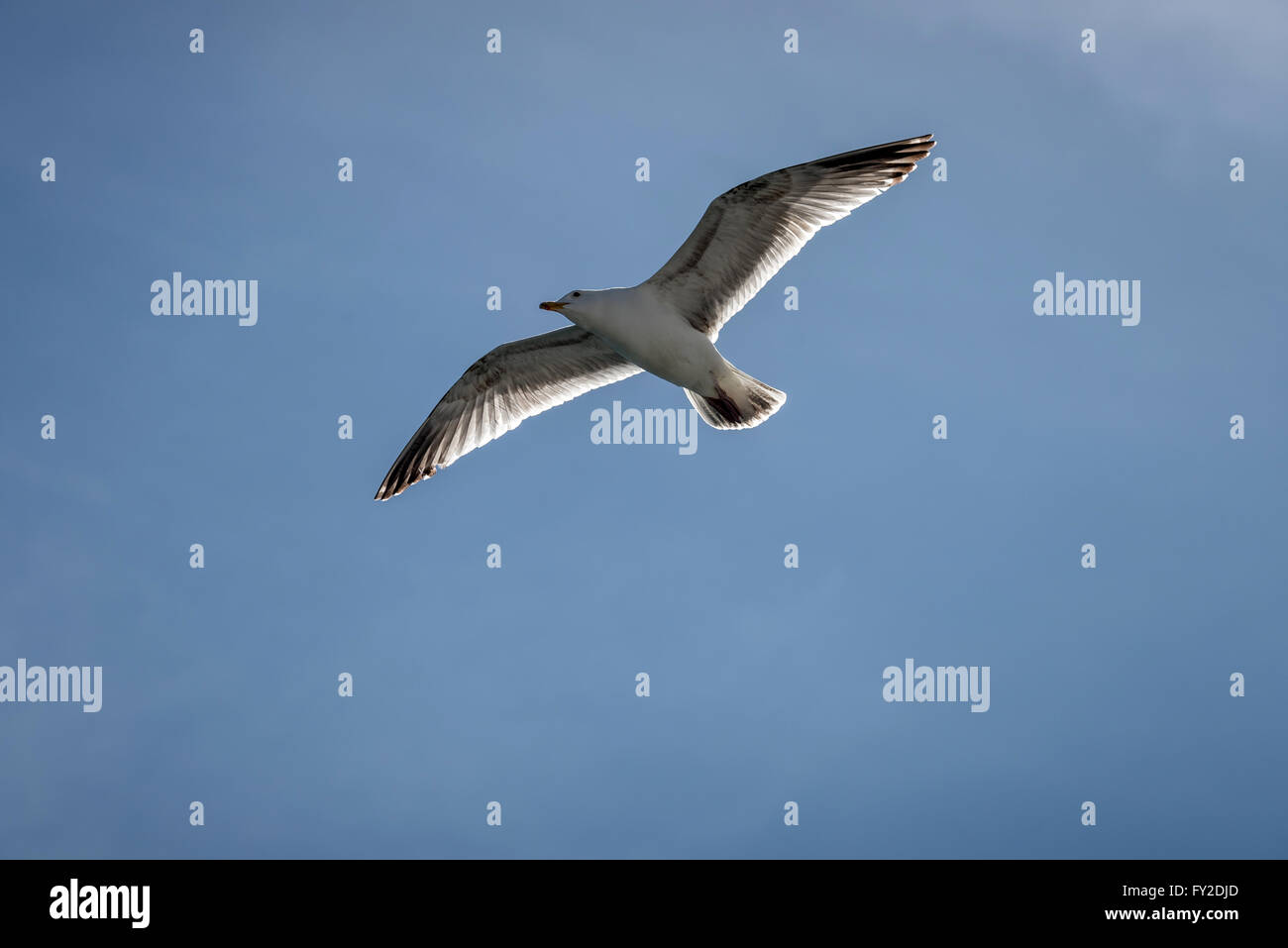 Un giovane seagull battenti contro un cielo blu. Foto Stock