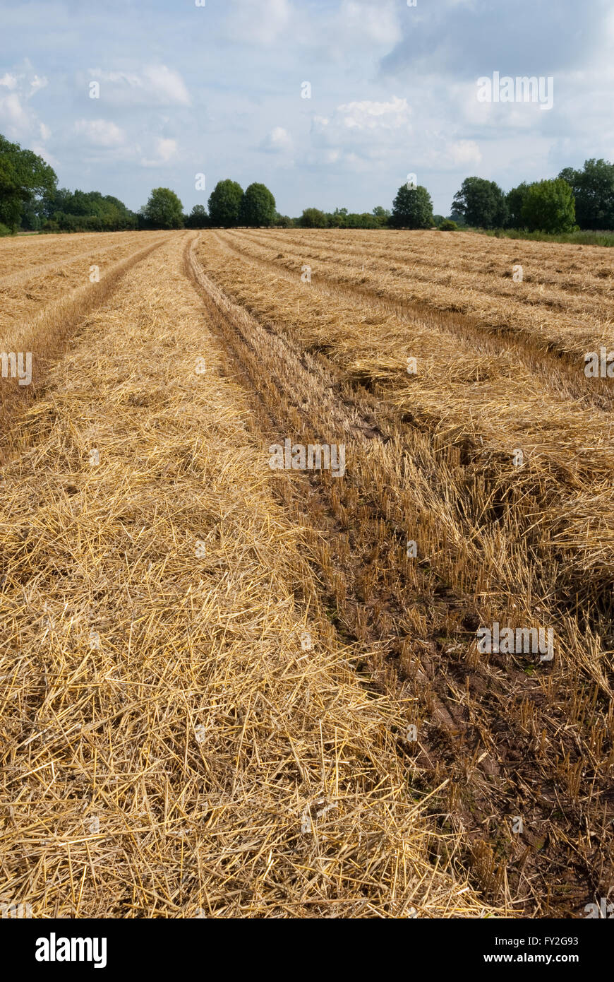 Terreni agricoli con paglia e stubbles Foto Stock