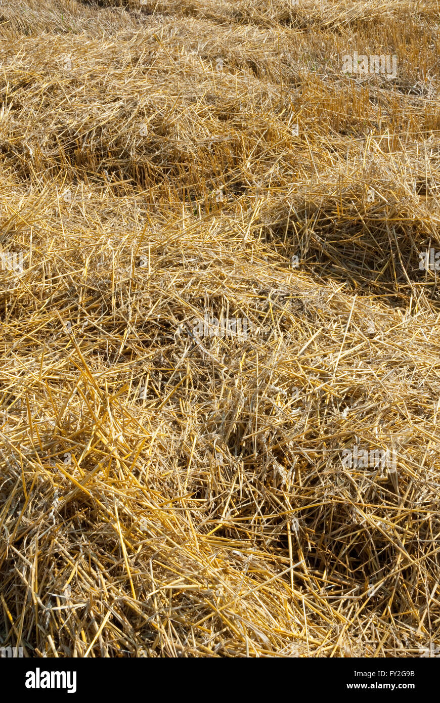 Terreni agricoli con paglia e stubbles Foto Stock