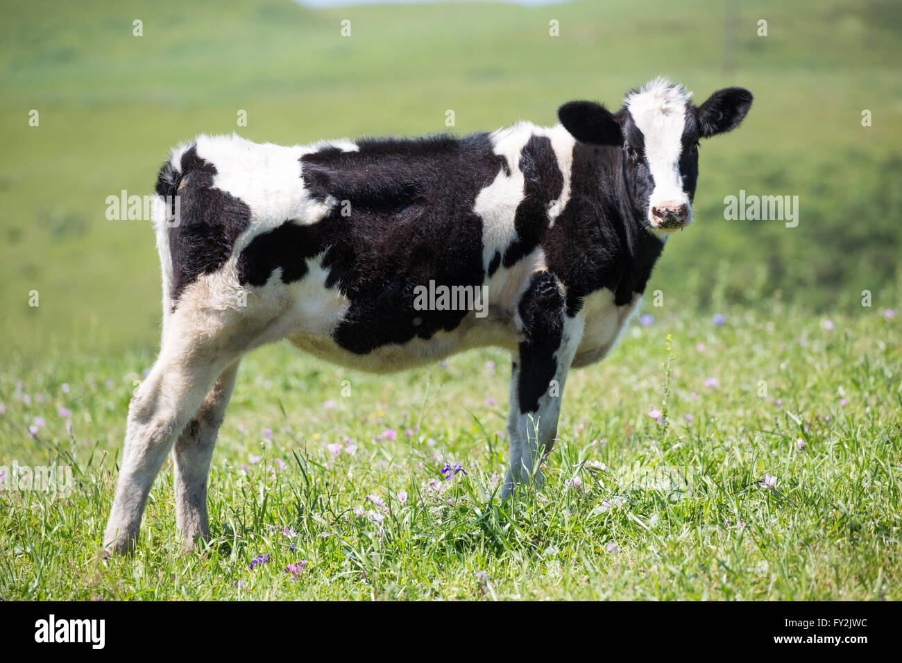 In bianco e nero per le vacche da latte (Holstein-Friesian) nei prati della California del Nord Foto Stock