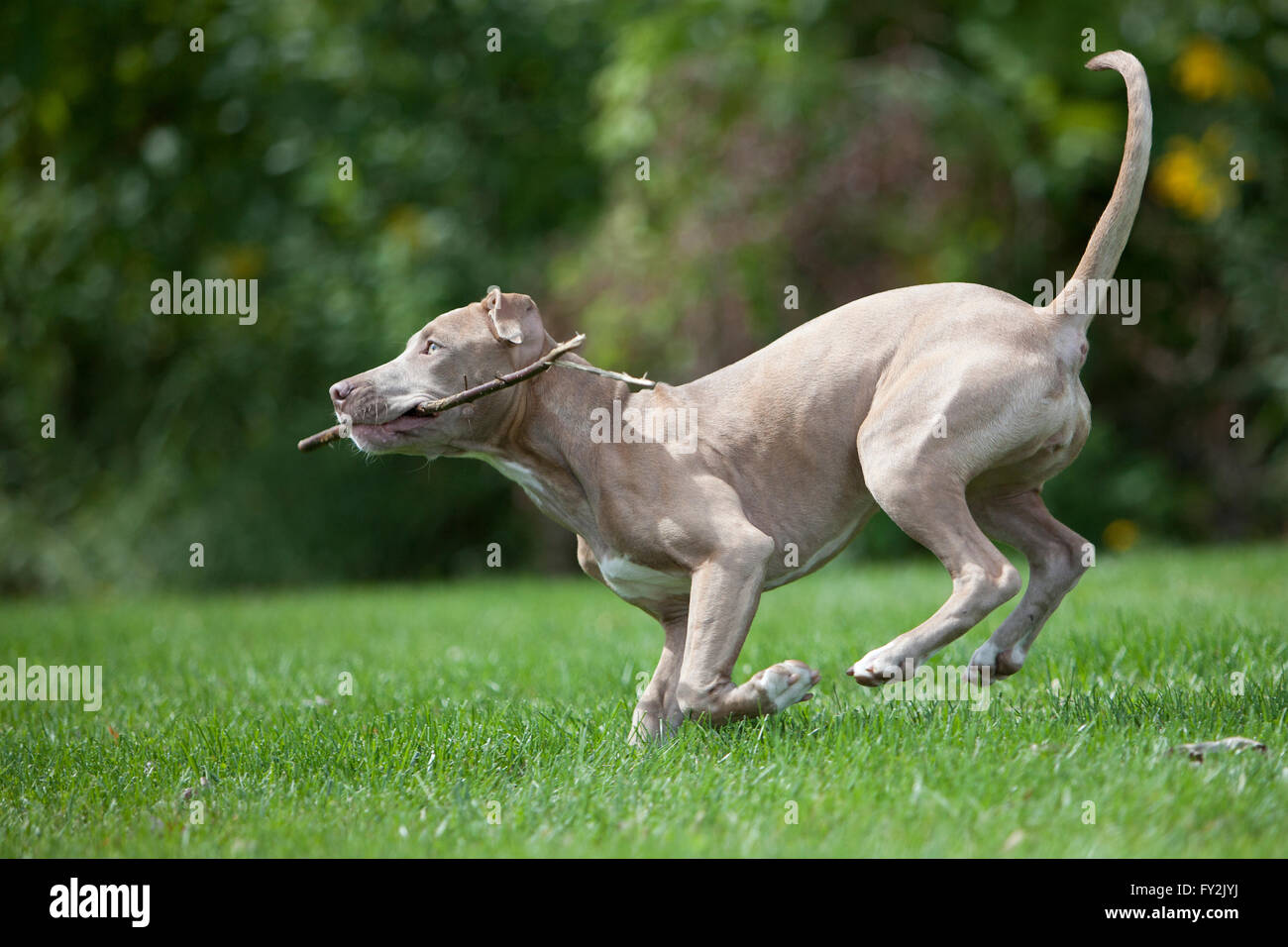 Pitbull gioca con un bastone Foto Stock