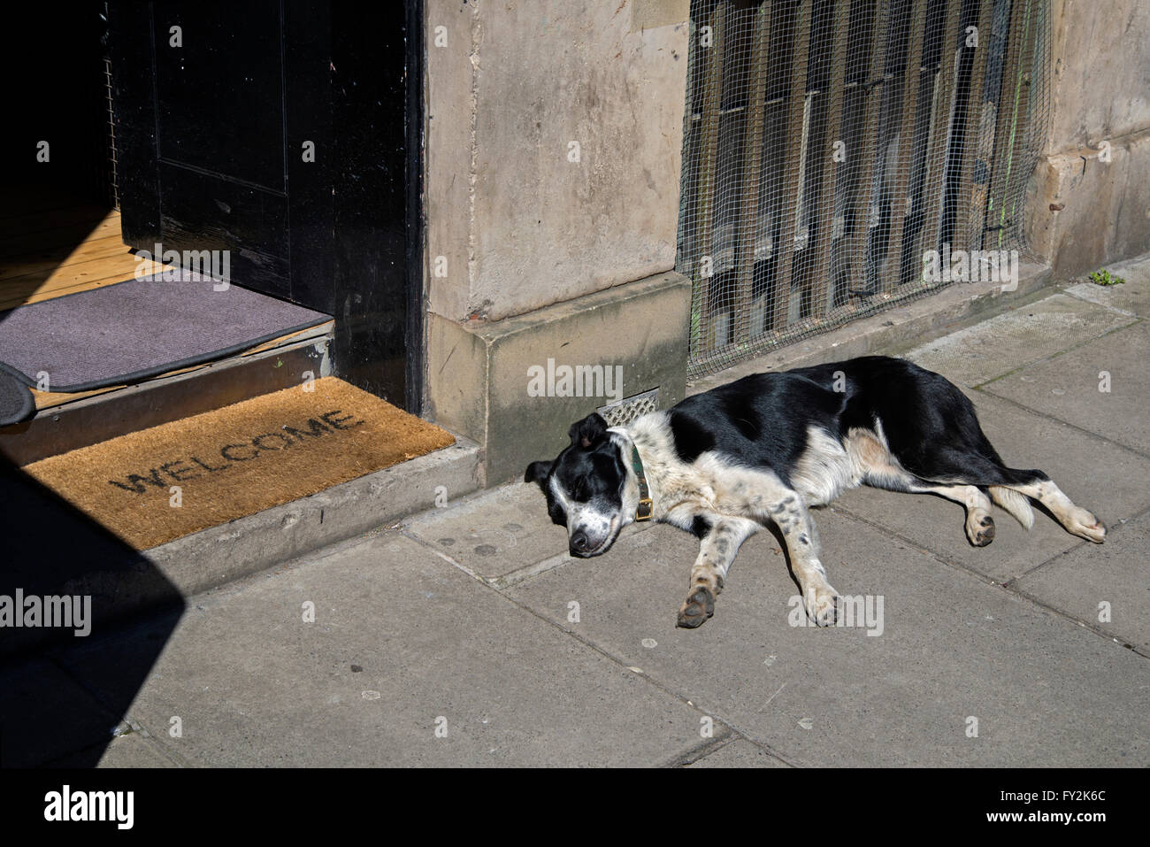 Bianco e nero mongrel cane dorme in sun. Foto Stock