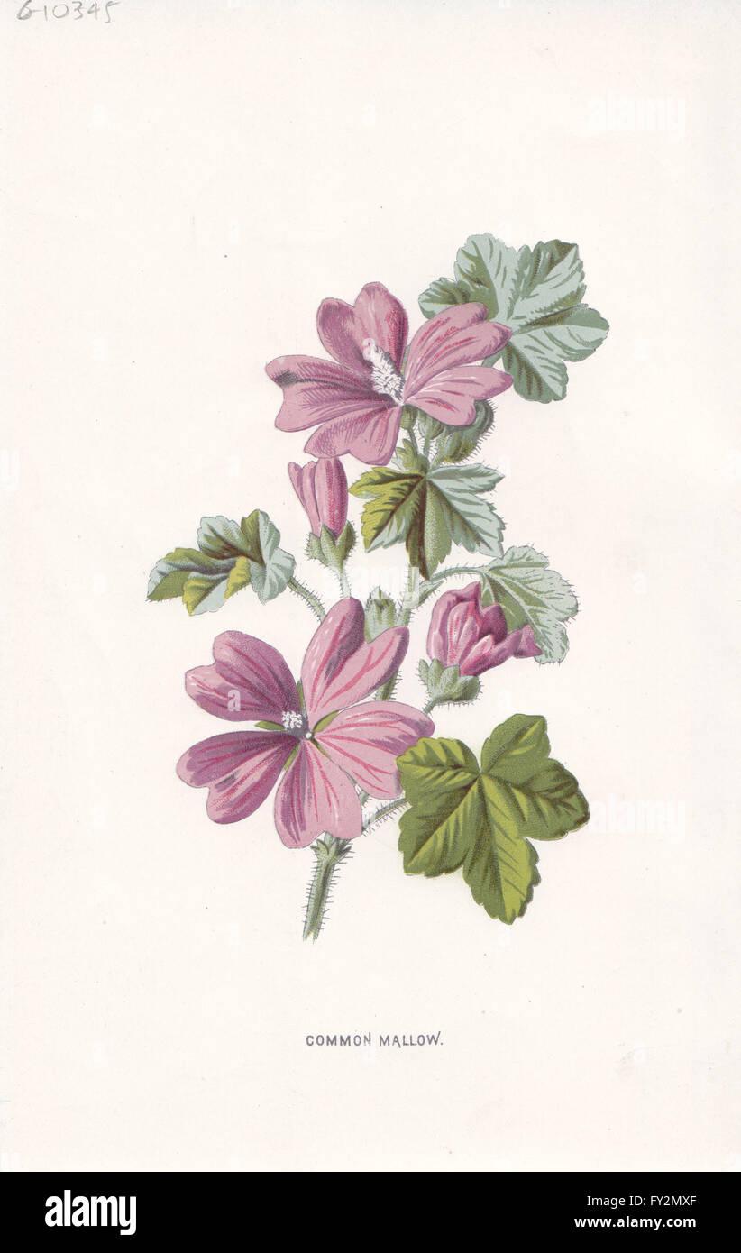 Fiori: Comune malva, antica stampa c1895 Foto Stock