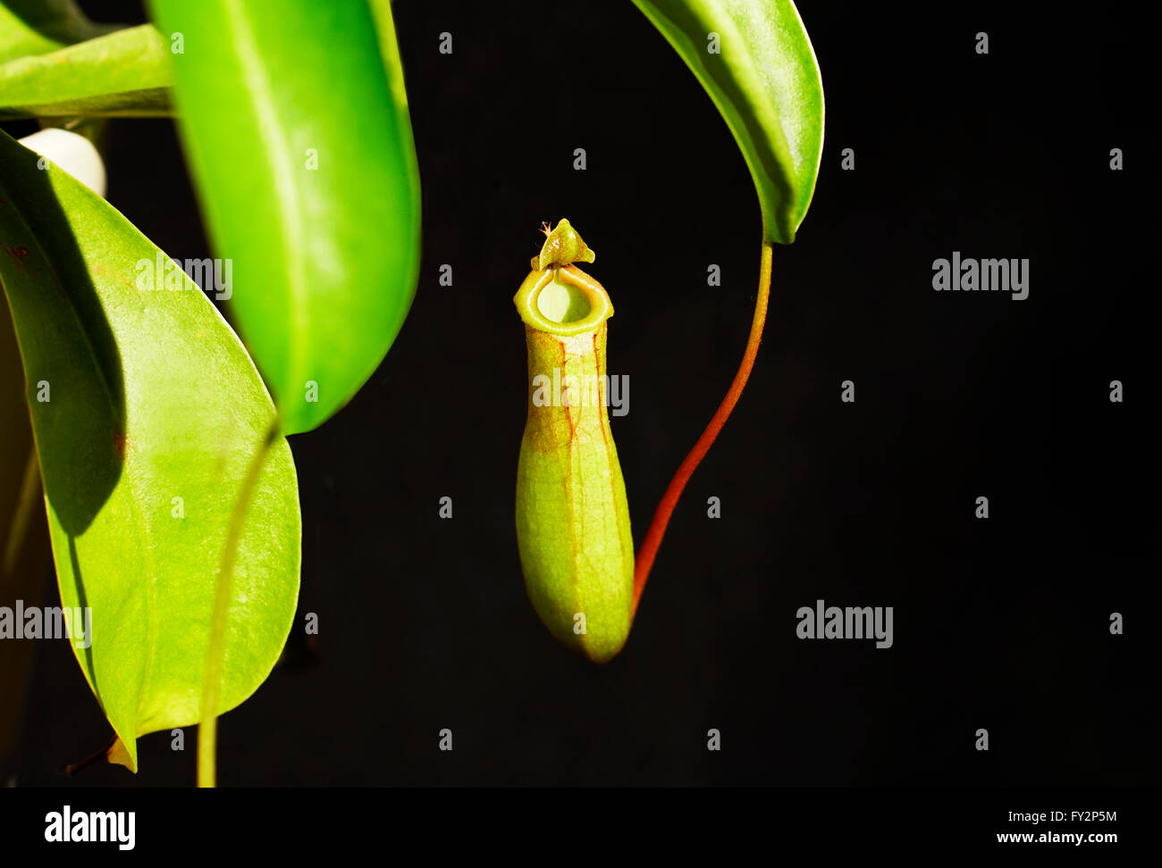 Una pianta brocca su sfondo nero Foto Stock
