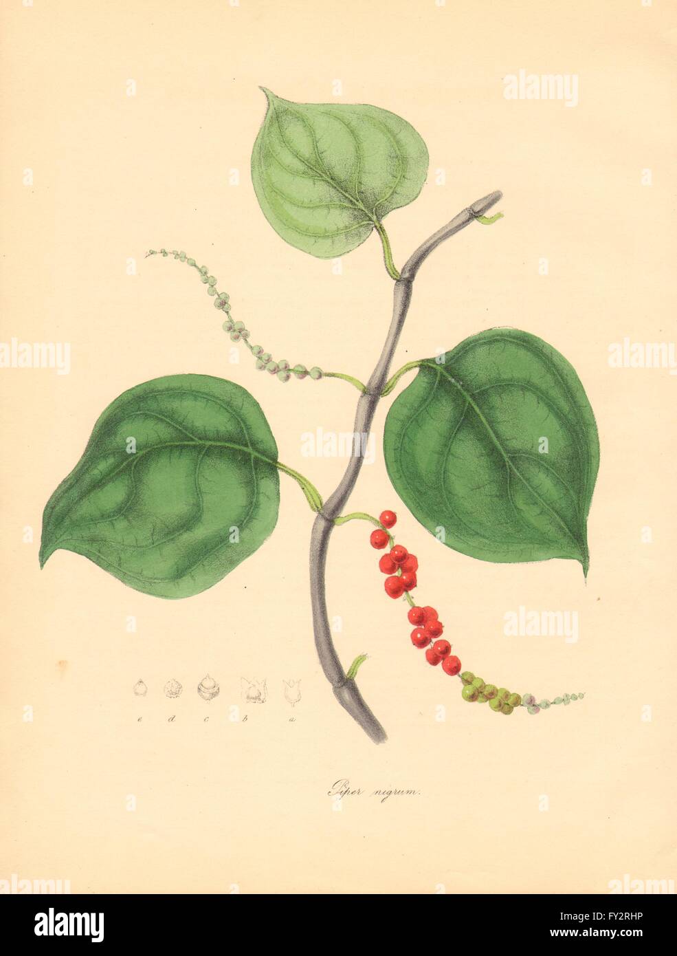 PLANTAE UTILIORES: Pepe nero (Piper nigrum) mano a colori. Burnett, 1842 Foto Stock