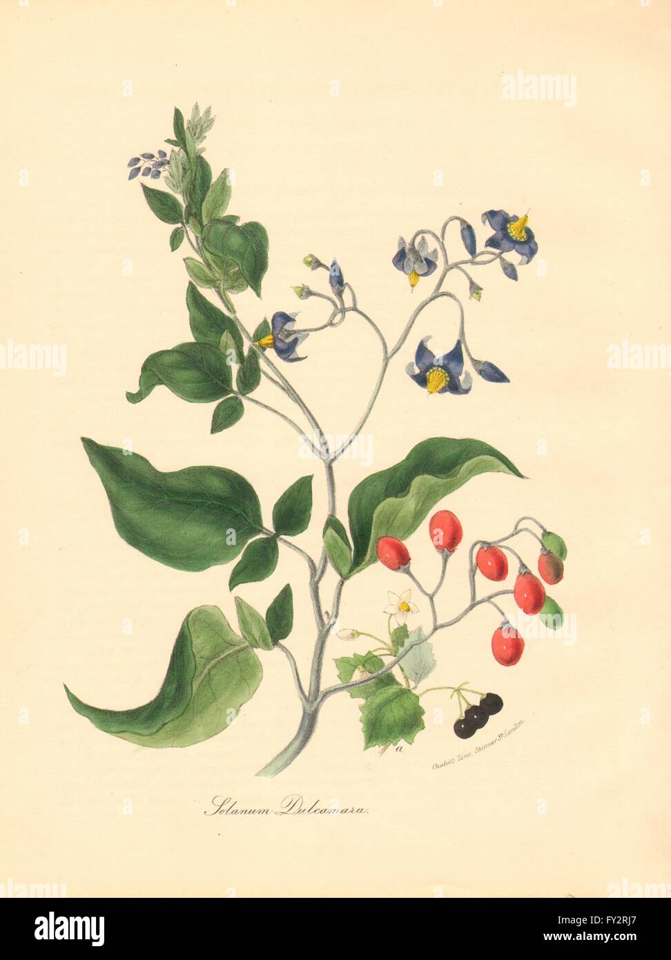 PLANTAE UTILIORES: Woody Nightshade/bitter sweet(Solanum dulcamara).Burnett 1842 Foto Stock