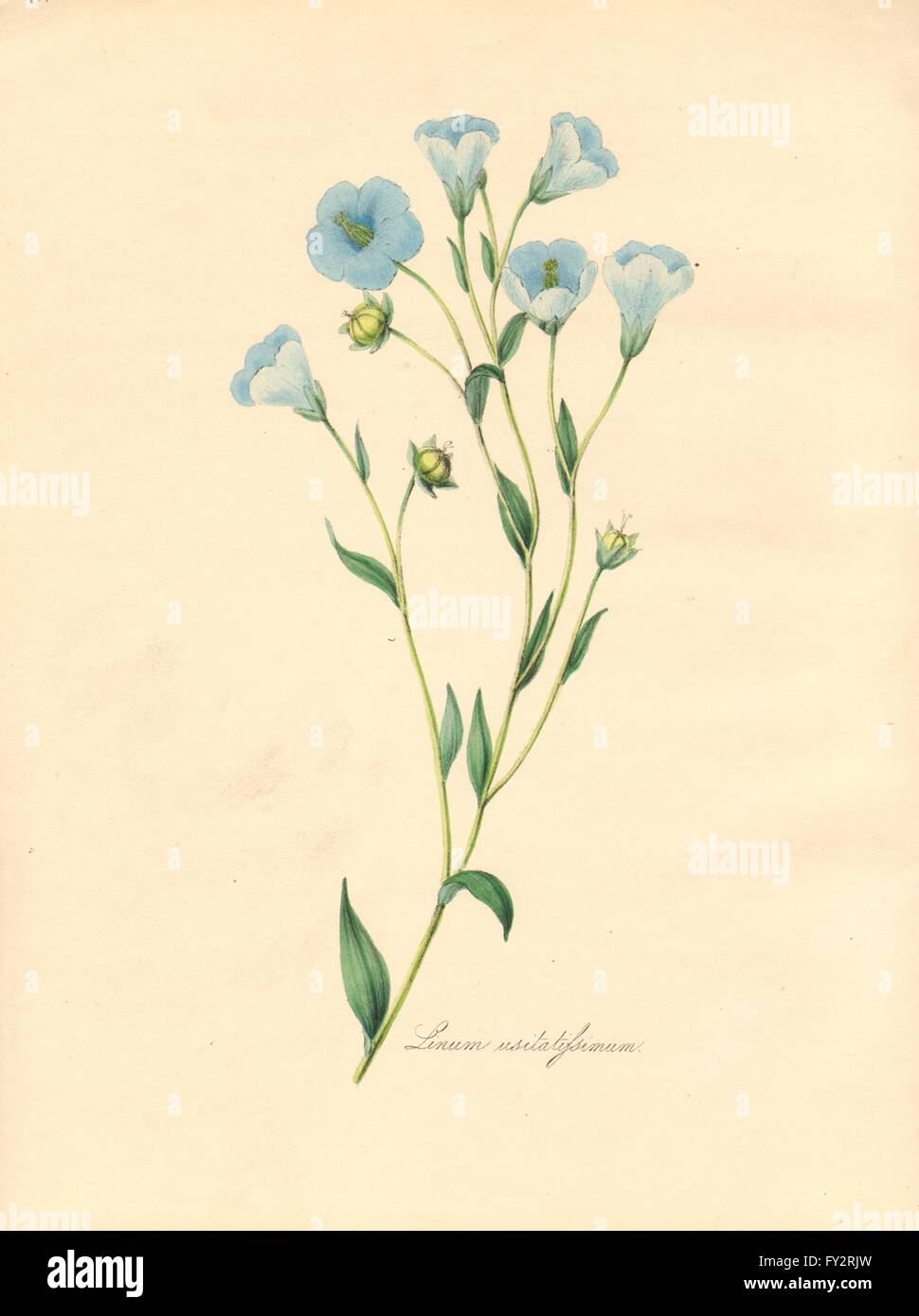 PLANTAE UTILIORES: Comune di lino (Linum usitatissimum) colore a mano. Burnett, 1842 Foto Stock