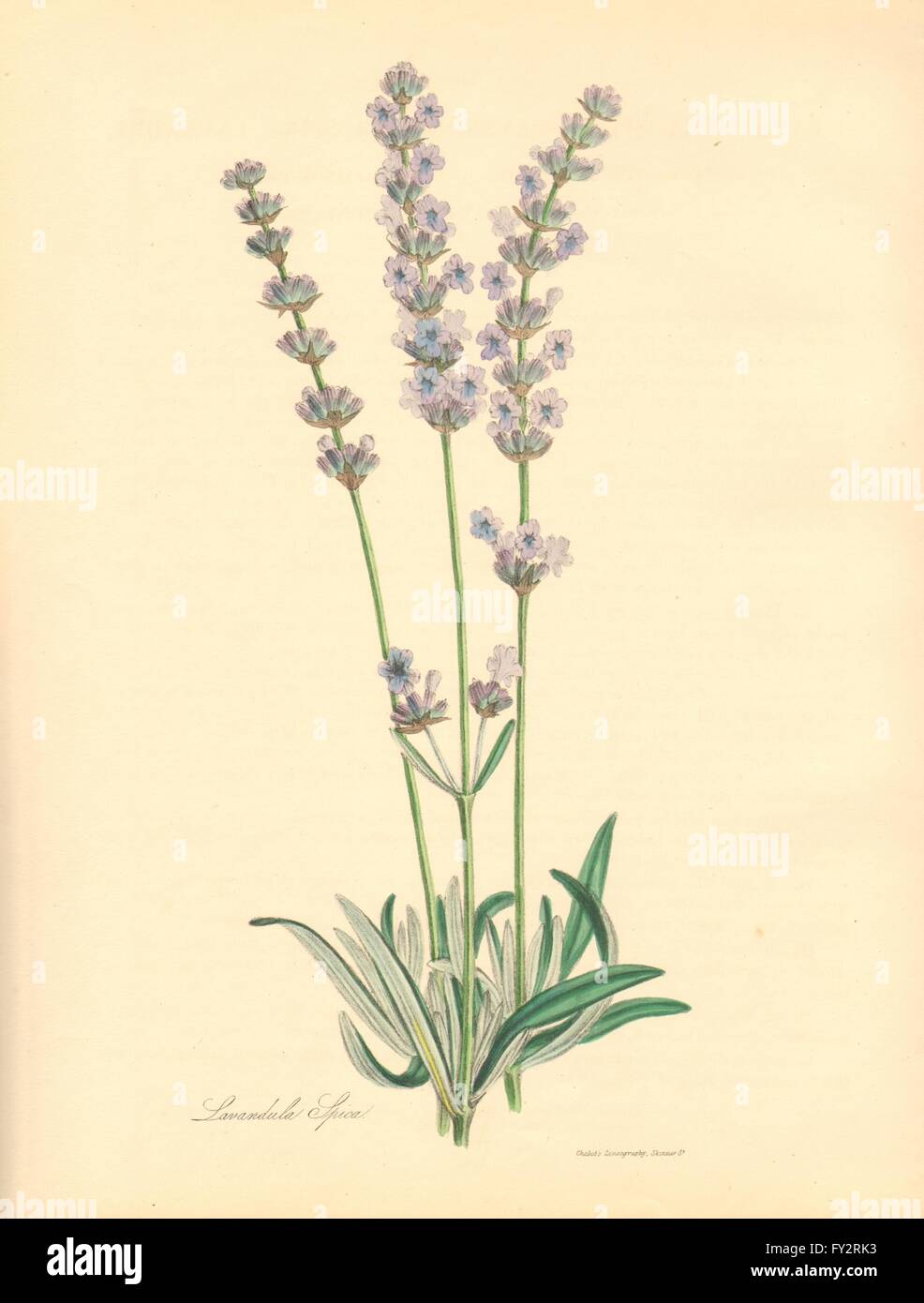 PLANTAE UTILIORES: Spike LAVANDA (Lavandula Spica) mano a colori. Burnett, 1842 Foto Stock