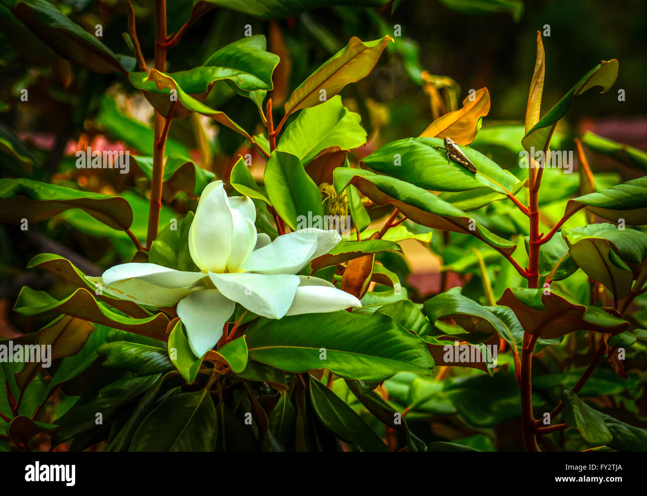 Fiore di magnolia e una cavalletta su un adiacente anta, colori brillanti ad alto contrasto immagine surreale Foto Stock