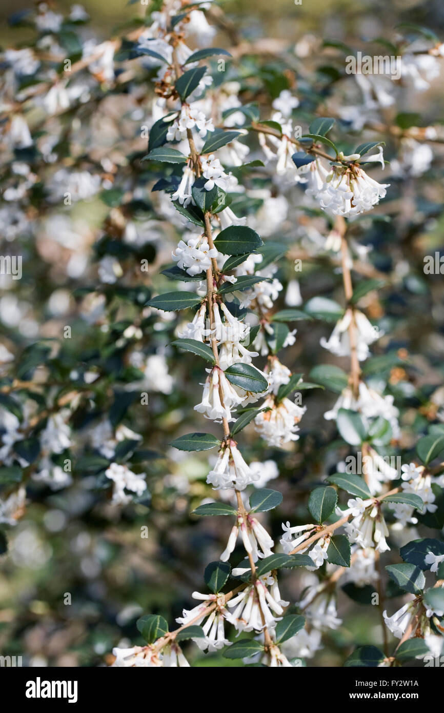 Osmanthus delavayi in fiore in primavera. Foto Stock