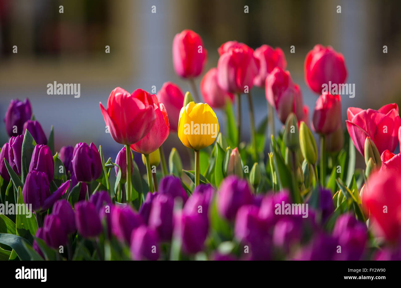 Bellissimi i tulipani di colore diverso Foto Stock