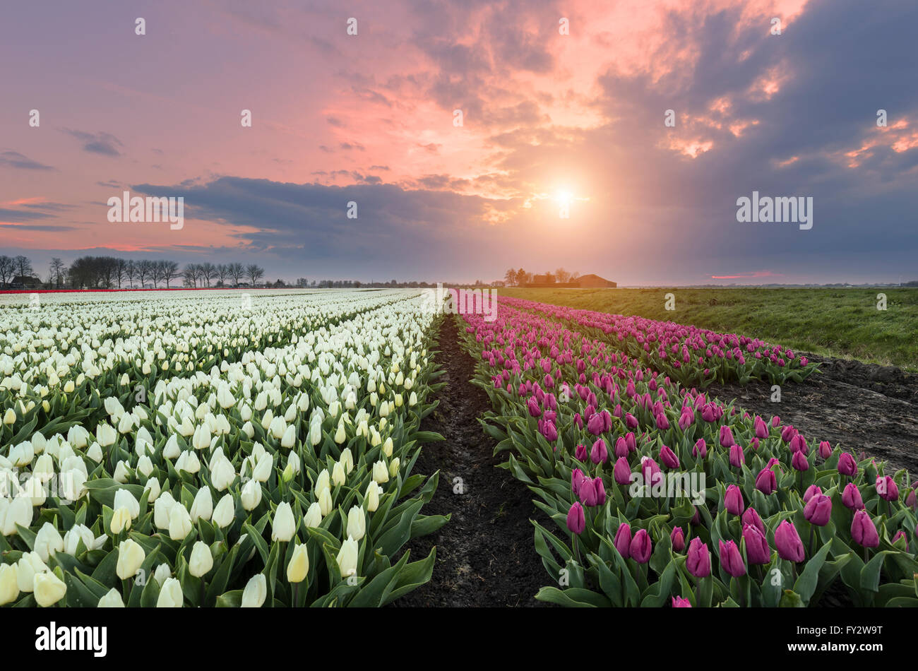 Bella rosa e bianco campo di tulipani al tramonto nei Paesi Bassi Foto Stock