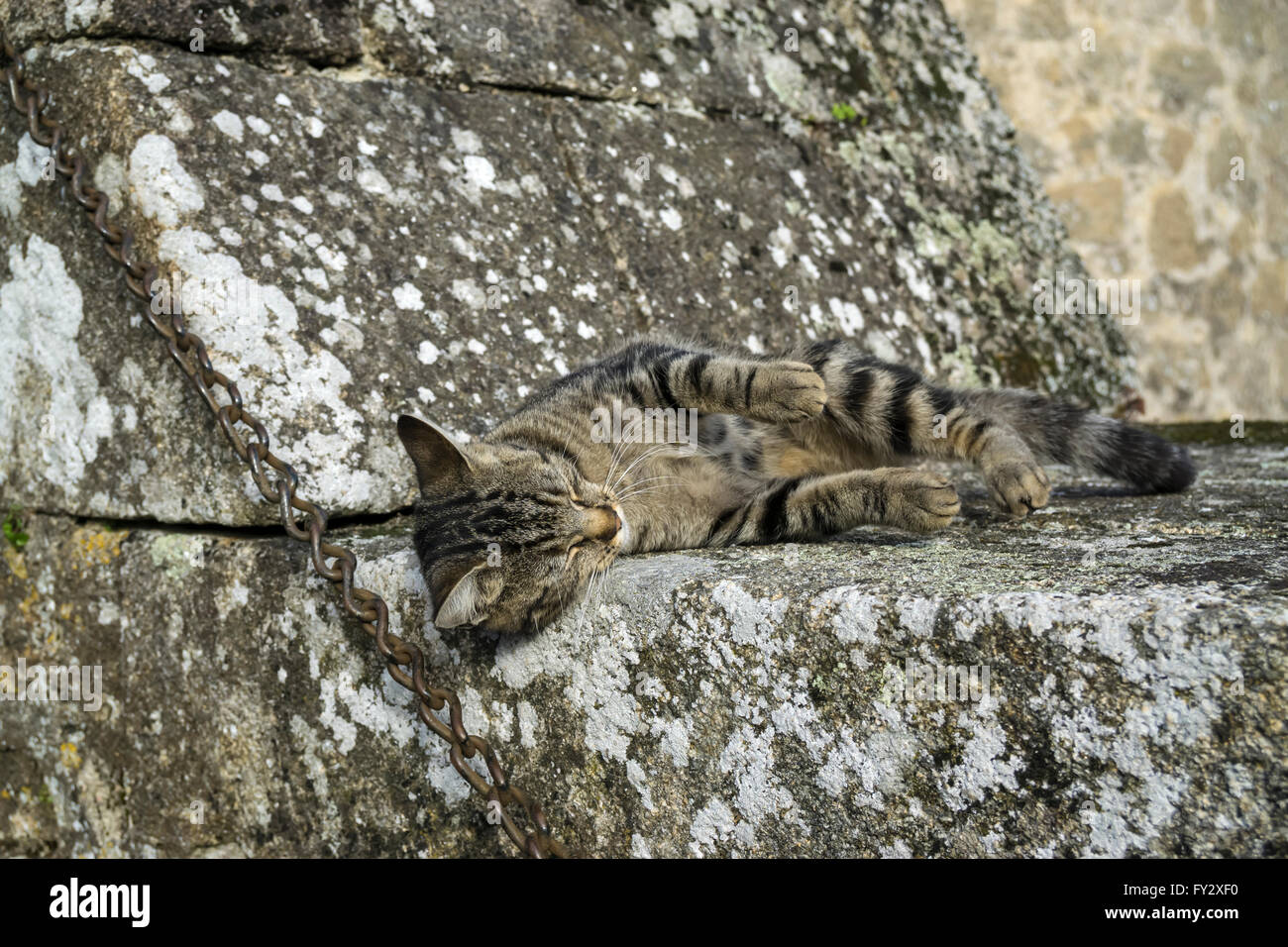 Tabby gatto dorme sulle rovine della st Jacques cancello in Parthenay, Francia Foto Stock