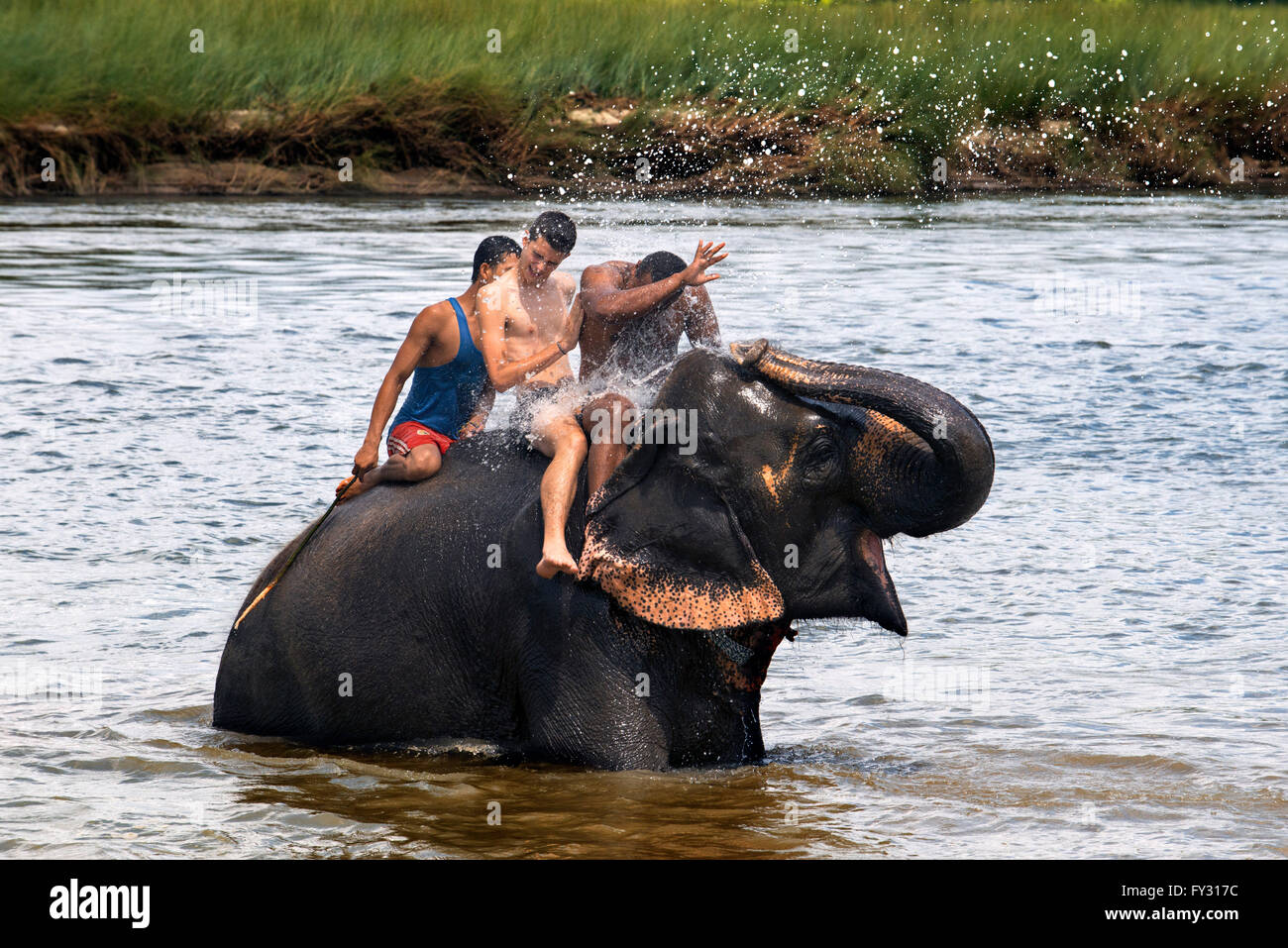 Di elefante bagno con i turisti, Rapti River, Chitwan il parco nazionale, il Nepal. Foto Stock