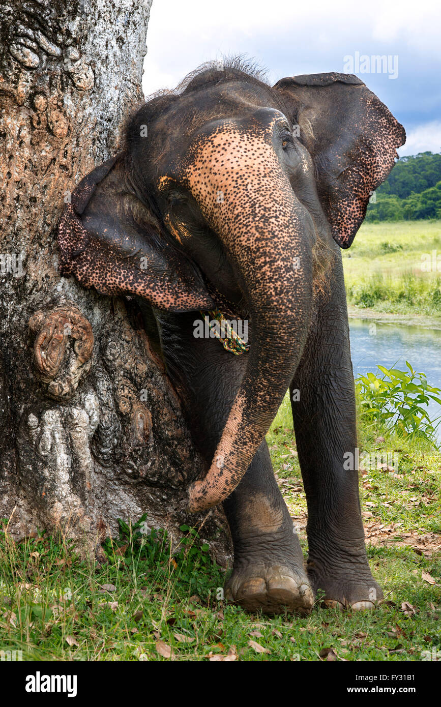 Elephant sfregamento contro il tronco di un albero, in Chitwan il parco nazionale, Nepal, Asia. Foto Stock