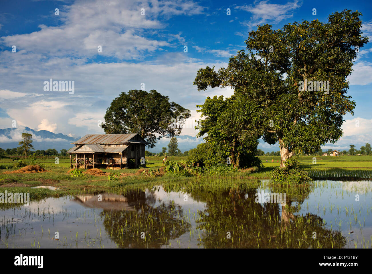I campi di riso intorno a Bharatpur Ratnanagar, Chitwan il parco nazionale, Nepal, Asia Foto Stock