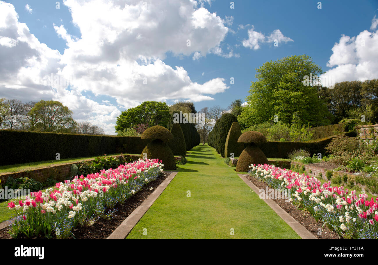 Una doppia cornice di colore rosa e bianco tulipani e righe di Yew Topiaria da nel parterre a Hinton Ampner, Arlesford, Hampshire, Regno Unito Foto Stock