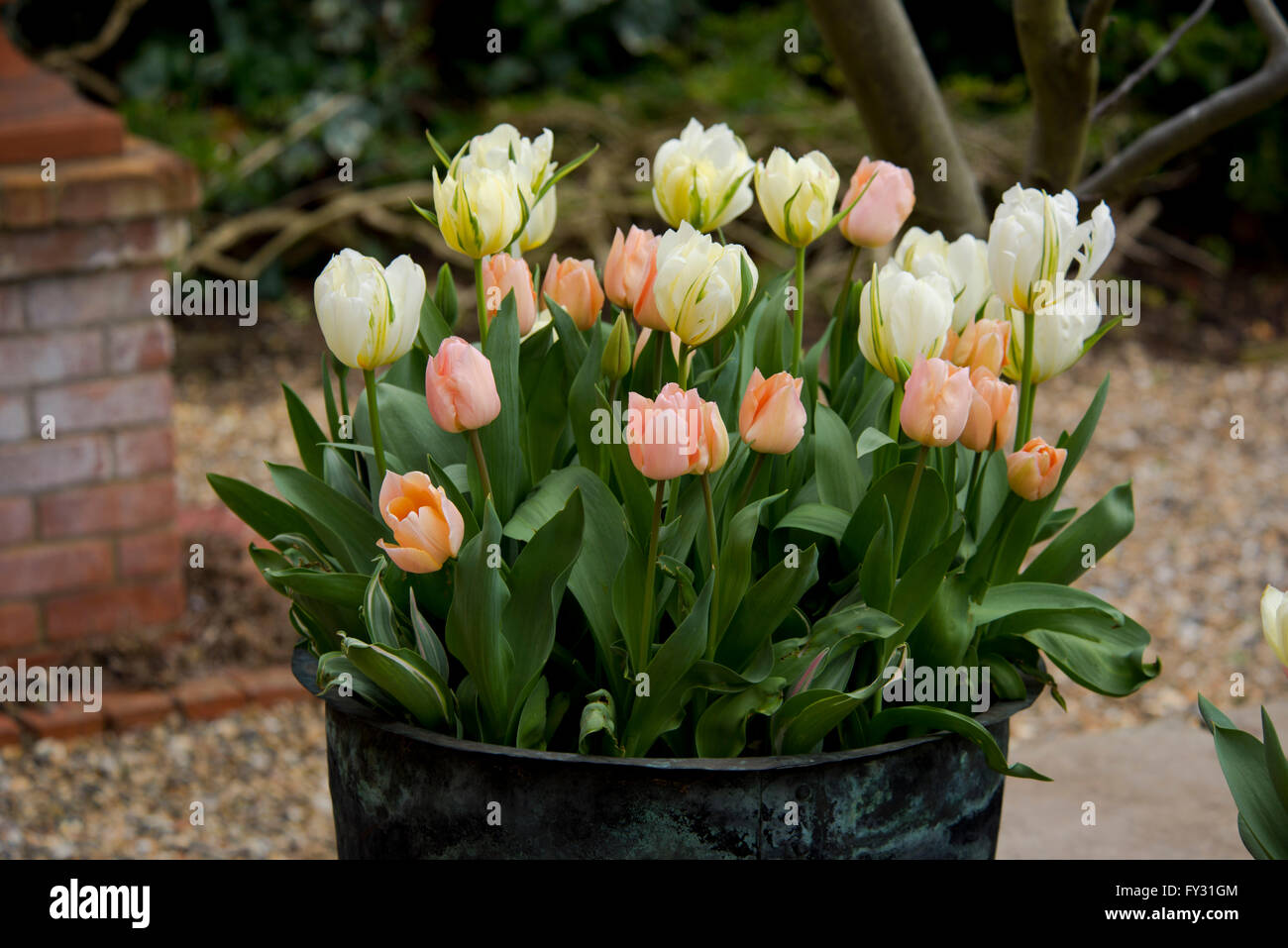 Rosa e Bianco tulipani in un vecchio rame vasca di lavaggio su una terrazza in aprile. Foto Stock