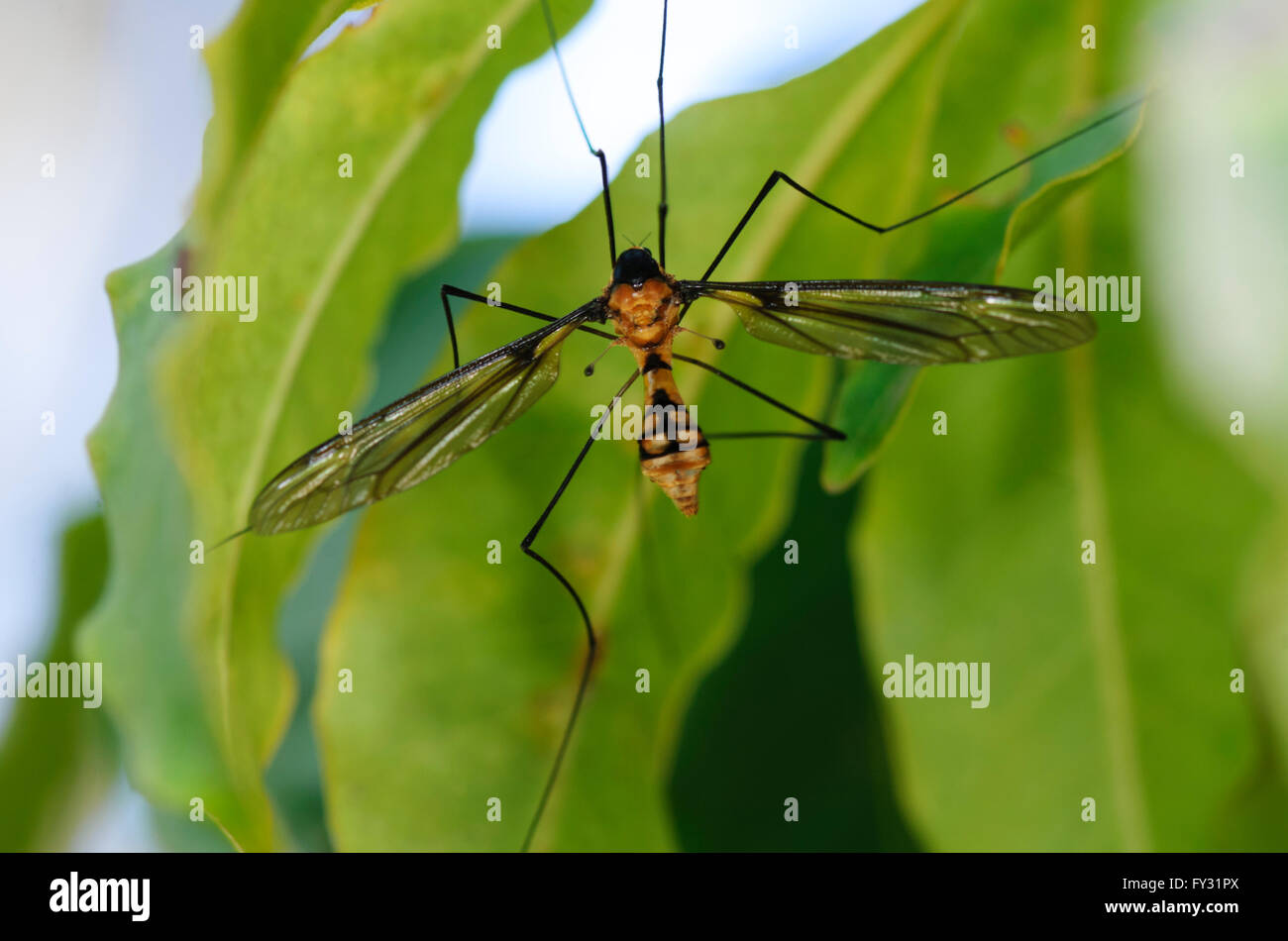 Close-up di un Daddy Long-gambe, Nuovo Galles del Sud, Australia Foto Stock