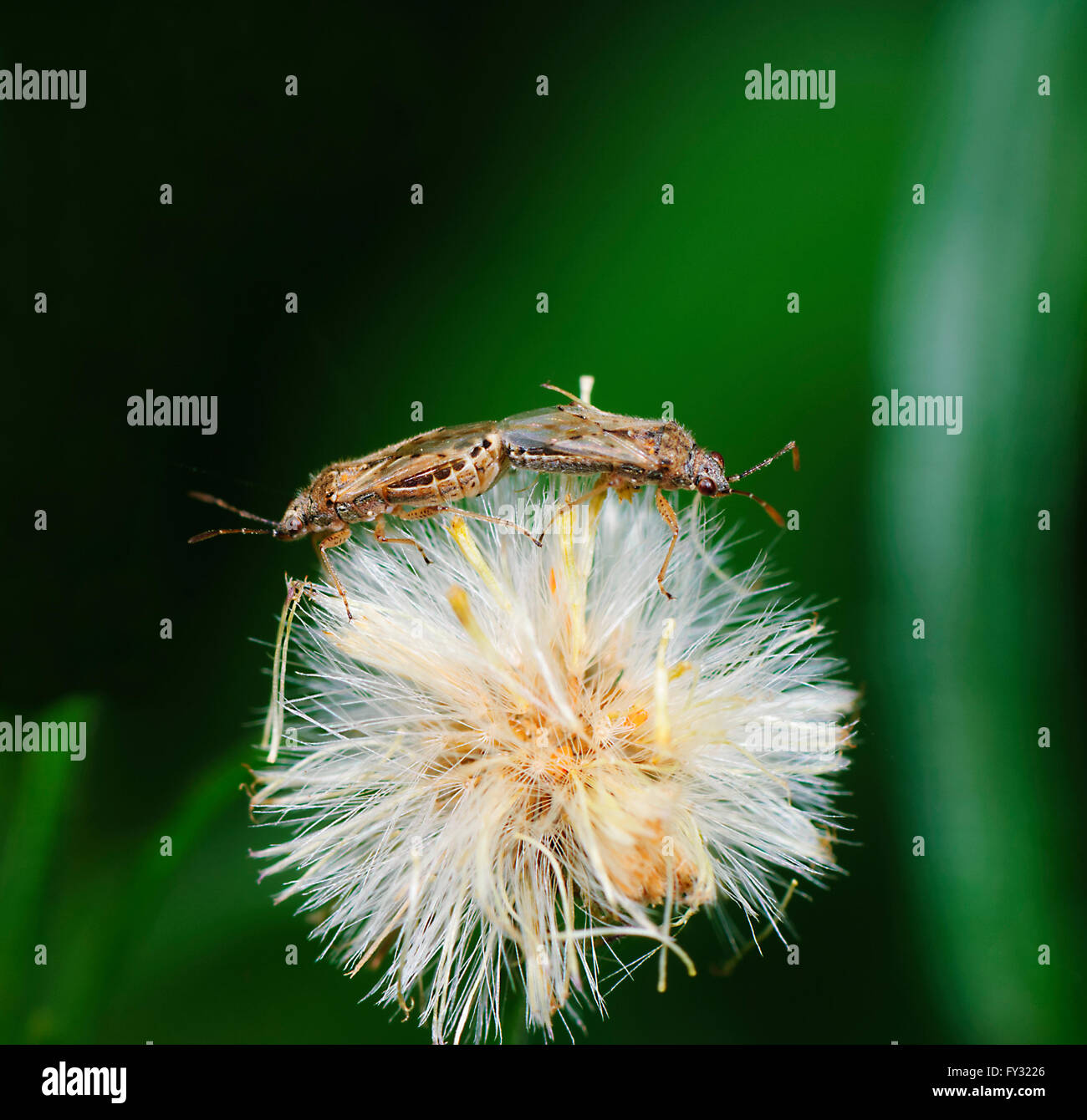 Gli insetti in accoppiamento un Flowerhead, Wollondilly River, Nuovo Galles del Sud, Australia Foto Stock
