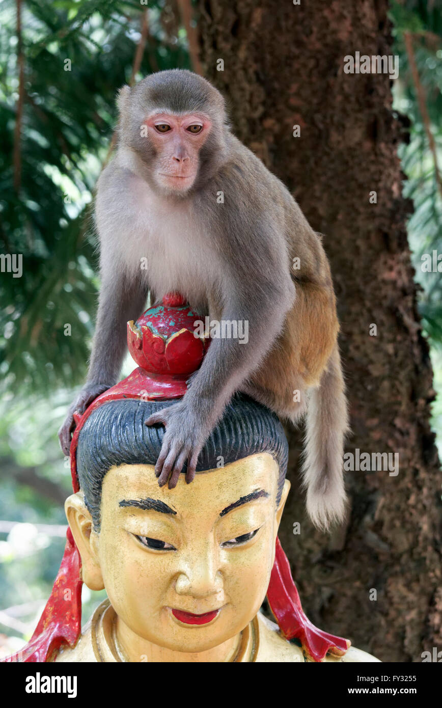 Scimmia Rhesus (macaca mulatta) seduta sulla testa di una statua di Buddha e il Monastero dei Diecimila Buddha, Sha Tin, Nuovi Territori Foto Stock
