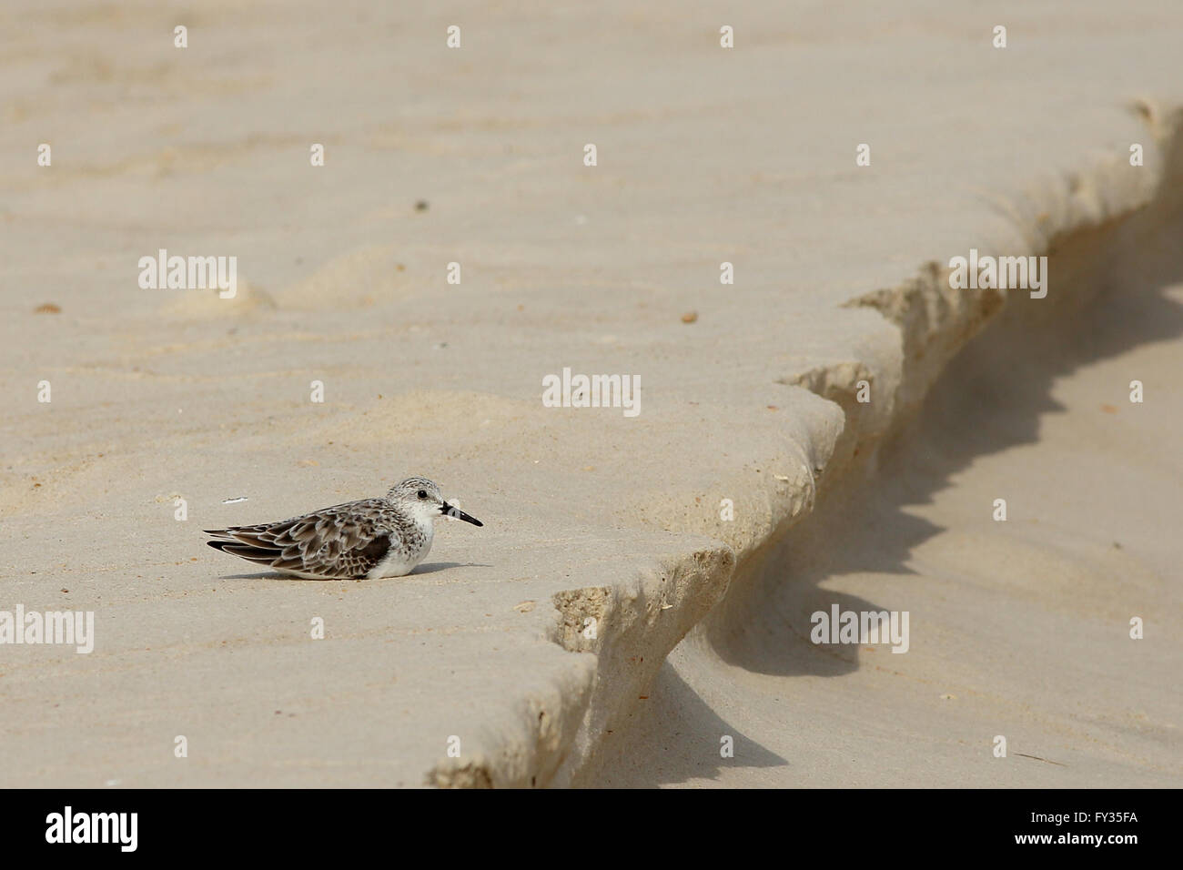 Sanderling sono ' appollaiati sulla spiaggia di sabbia Foto Stock