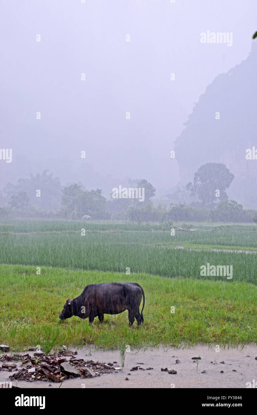 Un bufalo easts erba in un campo nei pressi di Yangshuo, Cina Foto Stock