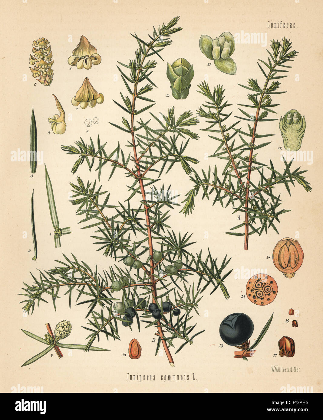 Il ginepro comune, Juniperus communis. Chromolithograph dopo una illustrazione botanica da Walther Muller da Hermann Adolph della Koehler piante medicinali, edito da Gustav Pabst, Koehler, Germania, 1887. Foto Stock