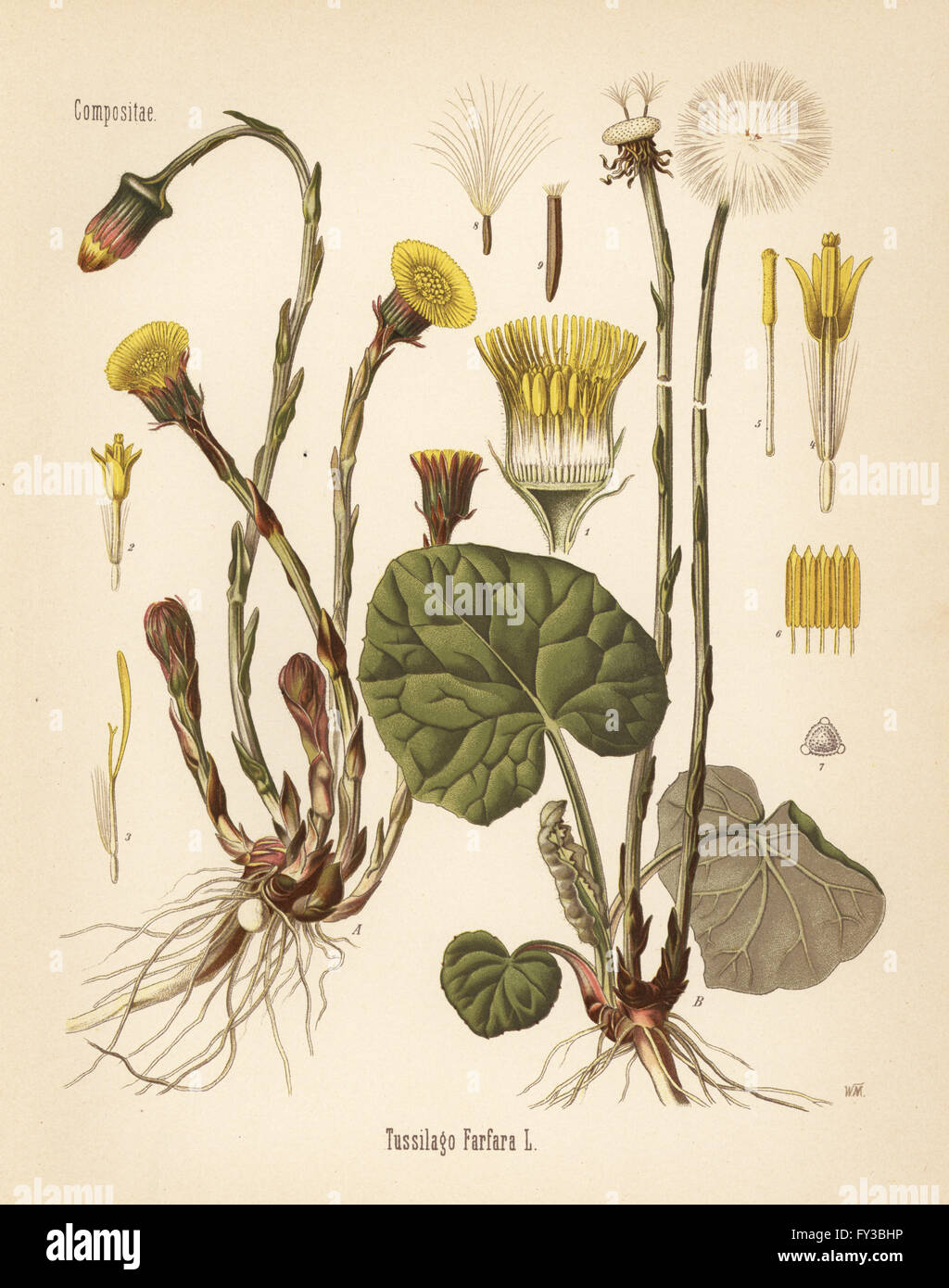 Coltsfoot, Tussilago farfara. Chromolithograph dopo una illustrazione botanica da Hermann Adolph della Koehler piante medicinali, edito da Gustav Pabst, Koehler, Germania, 1887. Foto Stock