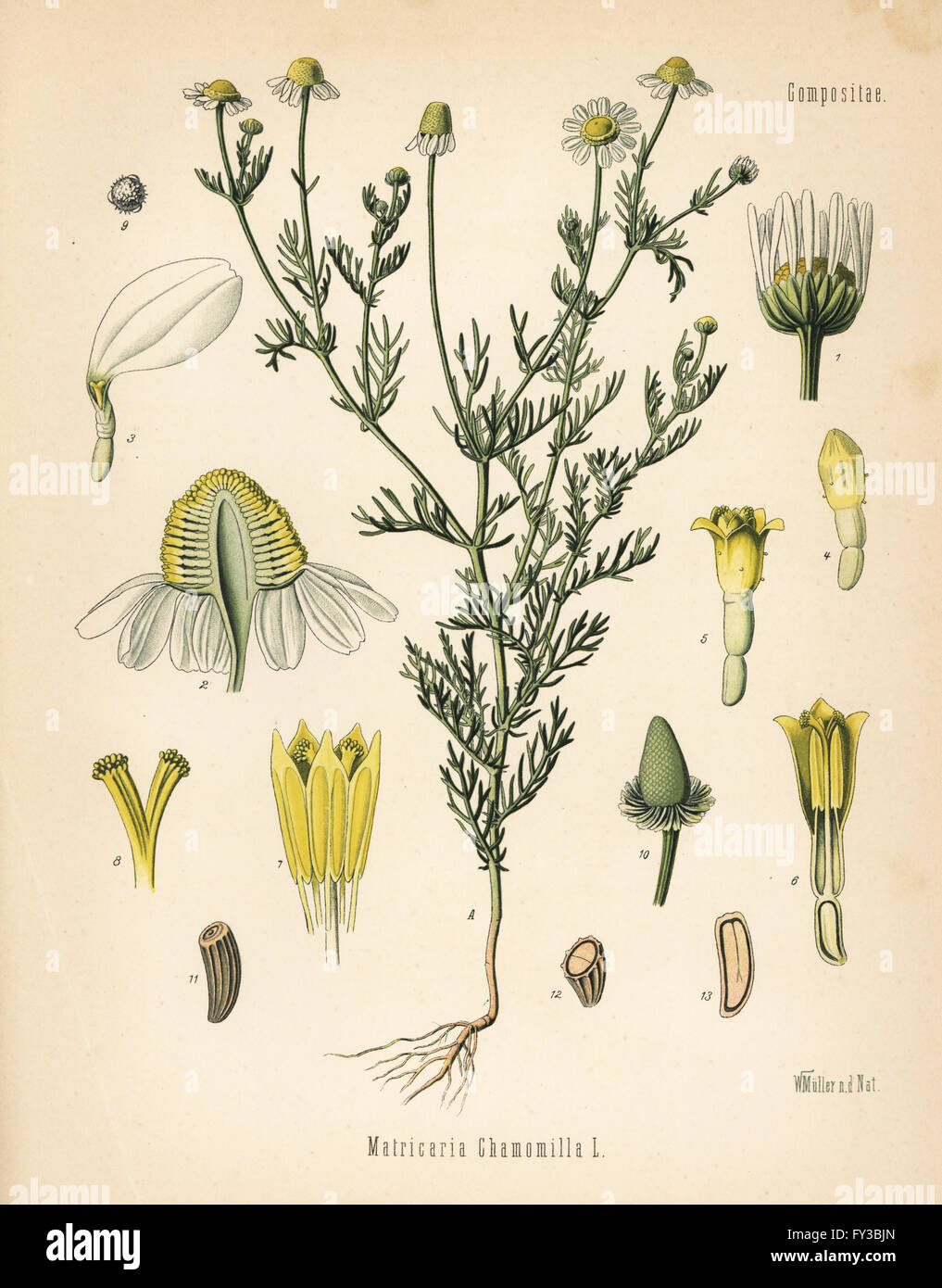 La camomilla o camomilla, Matricaria chamomilla. Chromolithograph dopo una illustrazione botanica da Walther Muller da Hermann Adolph della Koehler piante medicinali, edito da Gustav Pabst, Koehler, Germania, 1887. Foto Stock