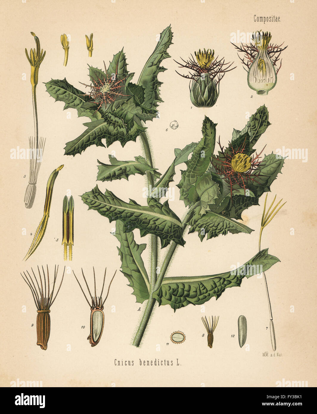 San Benedetto thistle, Centaurea benedicta (Cnicus benedictus). Chromolithograph dopo una illustrazione botanica da Walther Muller da Hermann Adolph della Koehler piante medicinali, edito da Gustav Pabst, Koehler, Germania, 1887. Foto Stock
