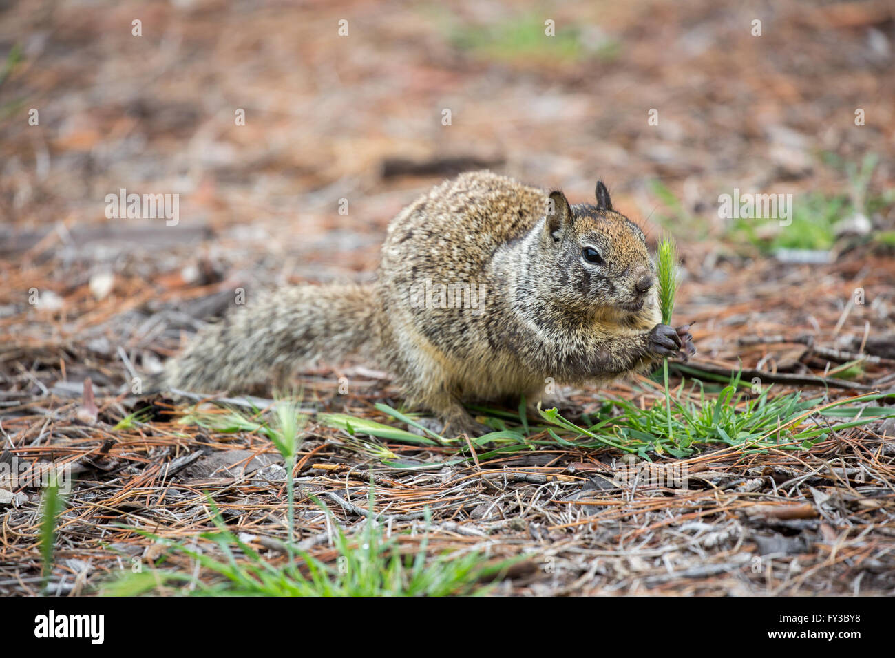 La massa della California lo scoiattolo, beecheyi Otospermophilus Foto Stock