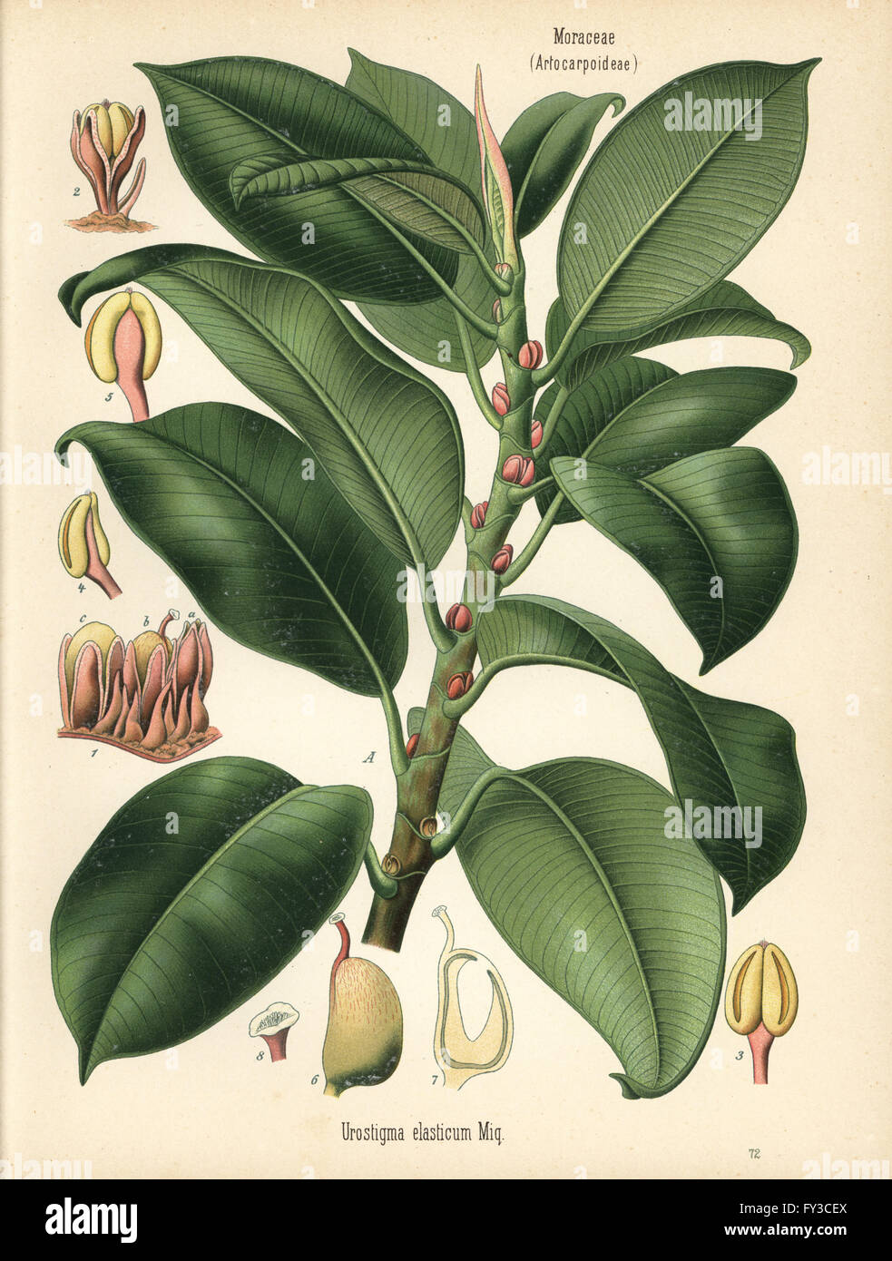 La gomma fico, Ficus elastica (Urostigma elasticum). Chromolithograph dopo una illustrazione botanica da Hermann Adolph della Koehler piante medicinali, edito da Gustav Pabst, Koehler, Germania, 1887. Foto Stock
