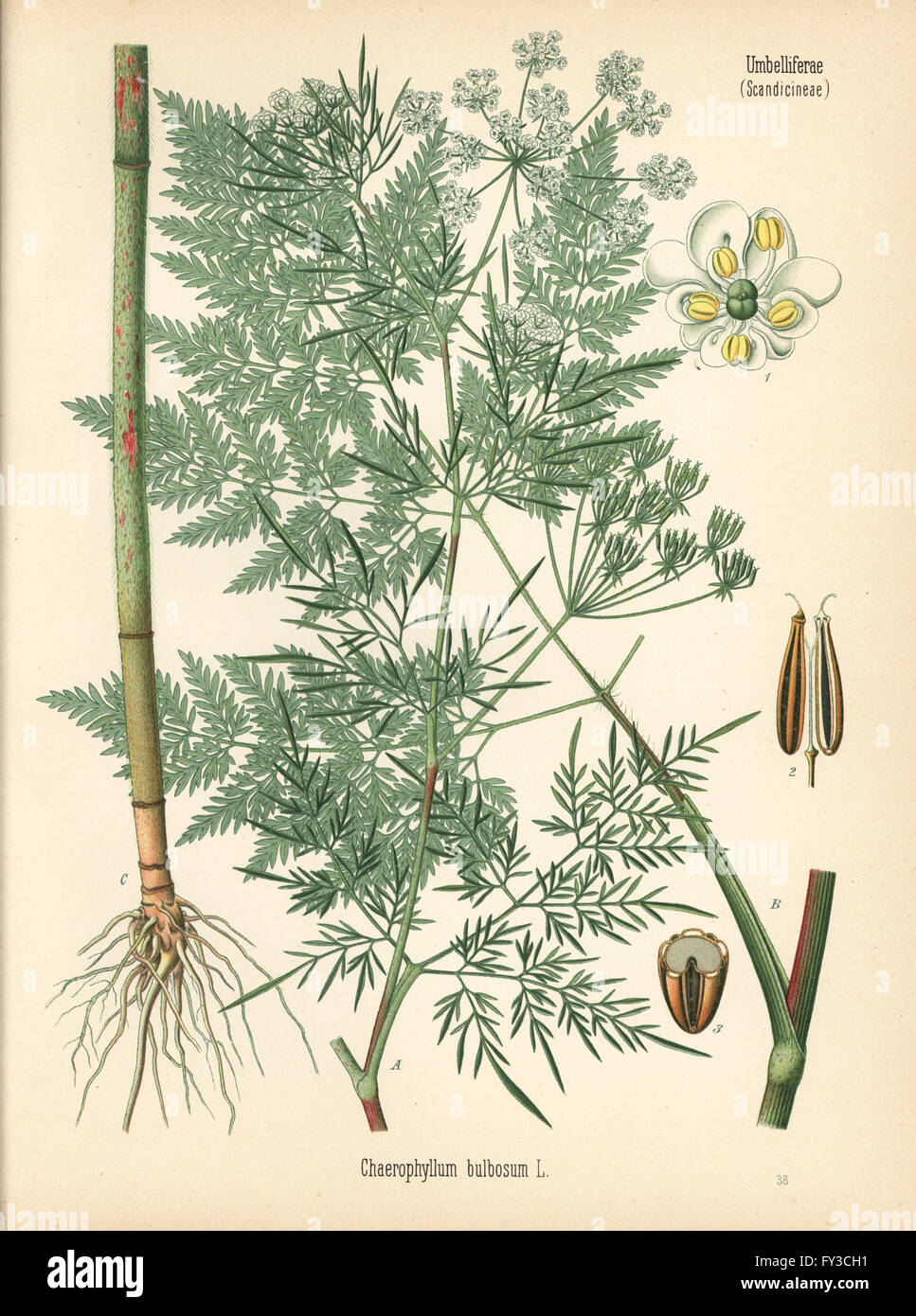 Rapa cerfoglio, Chaerophyllum bulbosum. Chromolithograph dopo una illustrazione botanica da Hermann Adolph della Koehler piante medicinali, edito da Gustav Pabst, Koehler, Germania, 1887. Foto Stock