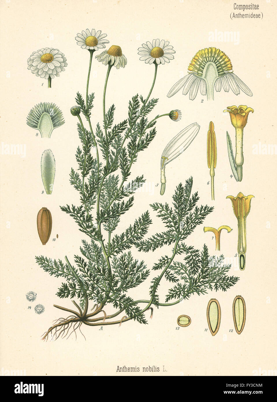 La camomilla, Chamaemelum nobile (Anthemis nobilis). Chromolithograph dopo una illustrazione botanica da Hermann Adolph della Koehler piante medicinali, edito da Gustav Pabst, Koehler, Germania, 1887. Foto Stock