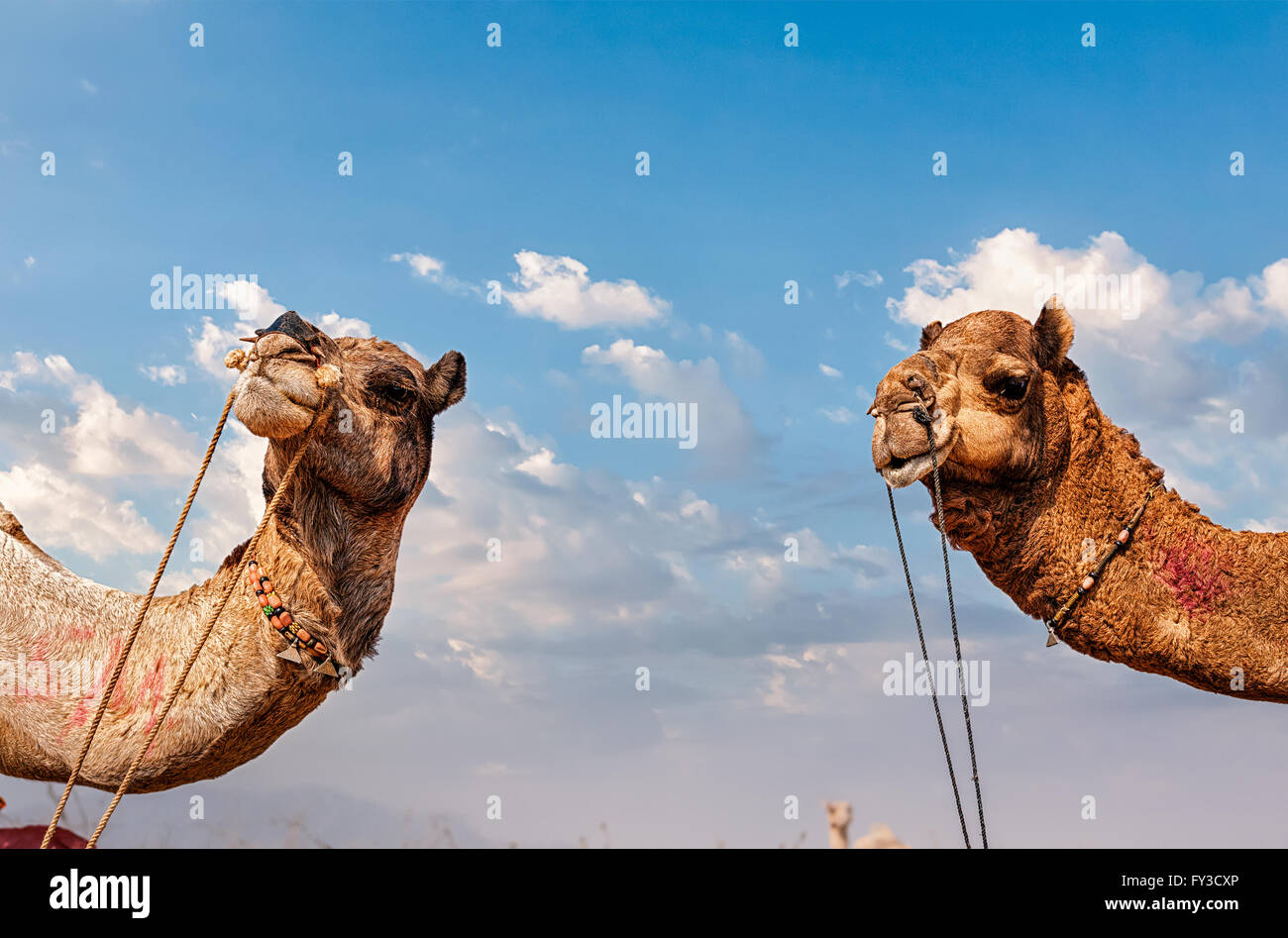 Cammelli in India Foto Stock