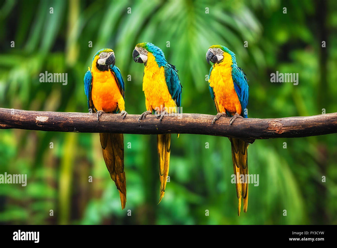 Blu-Giallo Macaw in foresta Foto Stock