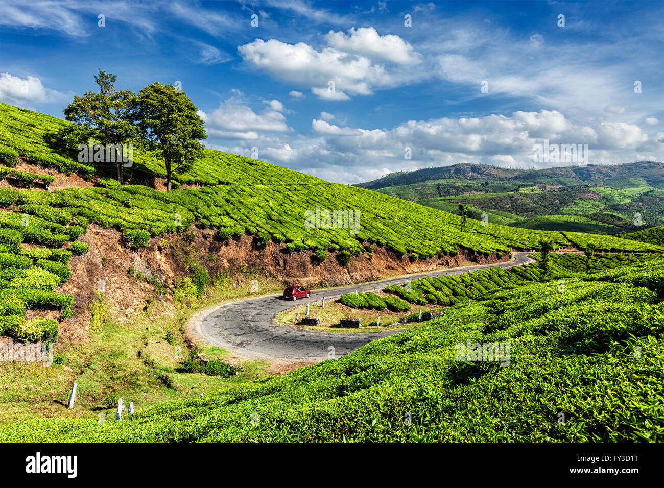 Il tè verde di piantagioni in Munnar Kerala, India Foto Stock