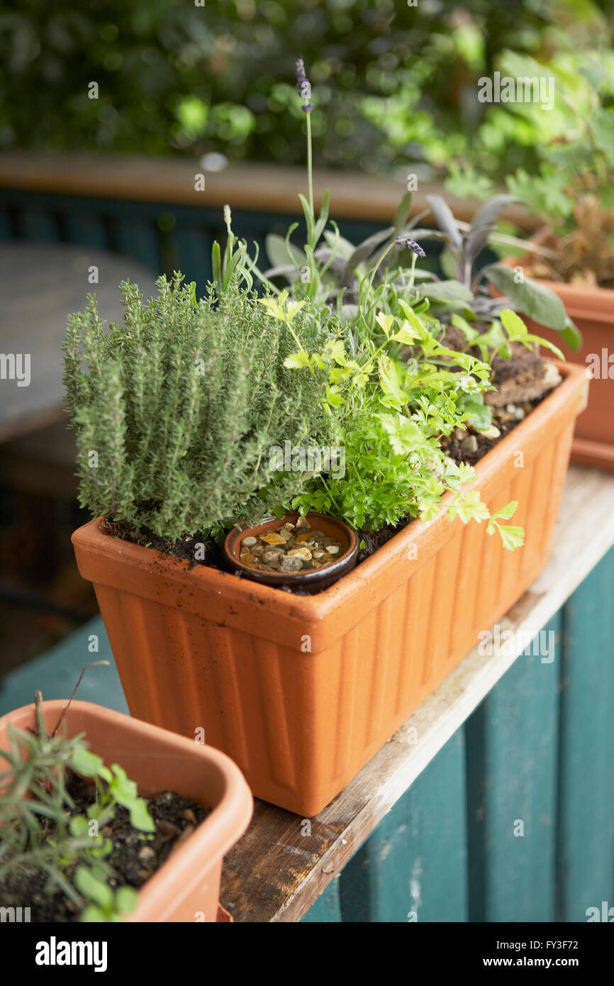 Window box contenenti erbe, compresa la salvia, lavanda, rosmarino, coriandolo, sul balcone, close-up Foto Stock