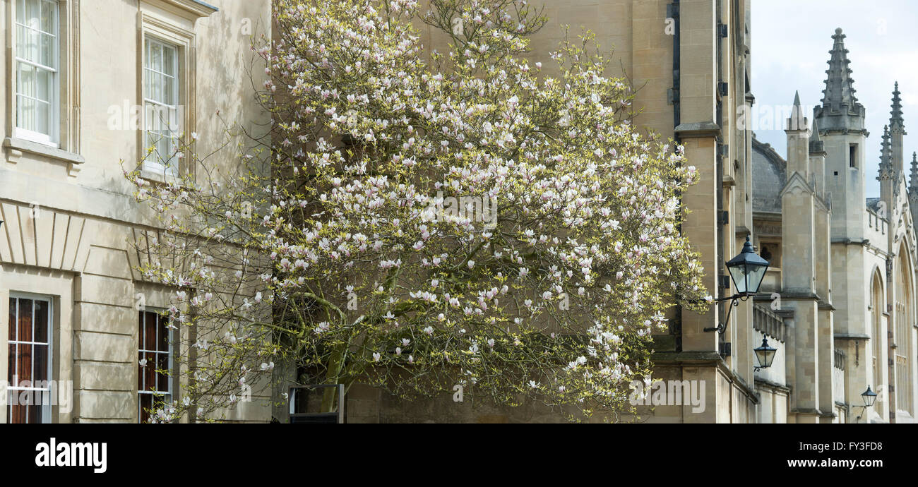 Albero di magnolia in oxford city centre. Oxford, Regno Unito. Vista panoramica Foto Stock