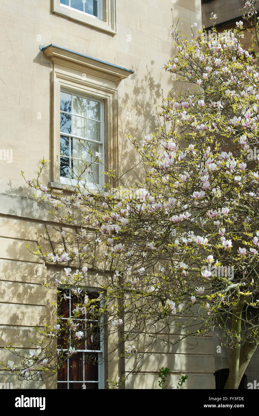 Albero di magnolia in oxford city centre. Oxford, Regno Unito Foto Stock