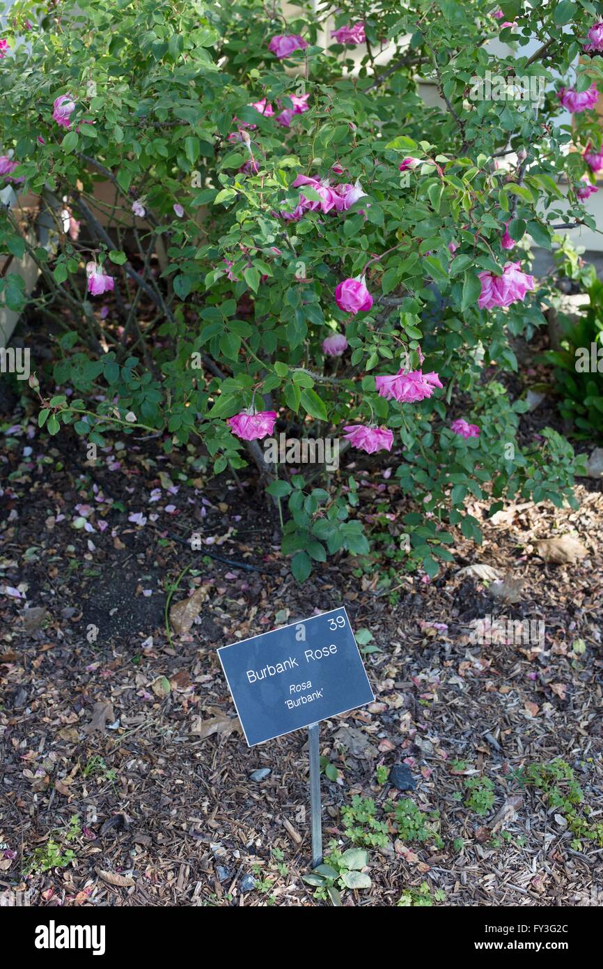 Una rosa di Burbank pianta a Luther Burbank's Gold Ridge fattoria sperimentale in Sebastopol, California, Stati Uniti d'America. Foto Stock