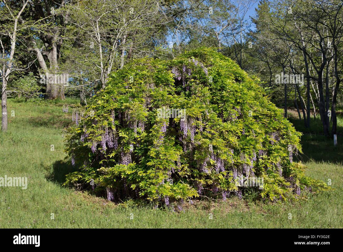 Un albero di glicine a Luther Burbank's Gold Ridge esperimento Farm in Sebastopol, California, Stati Uniti d'America. Foto Stock