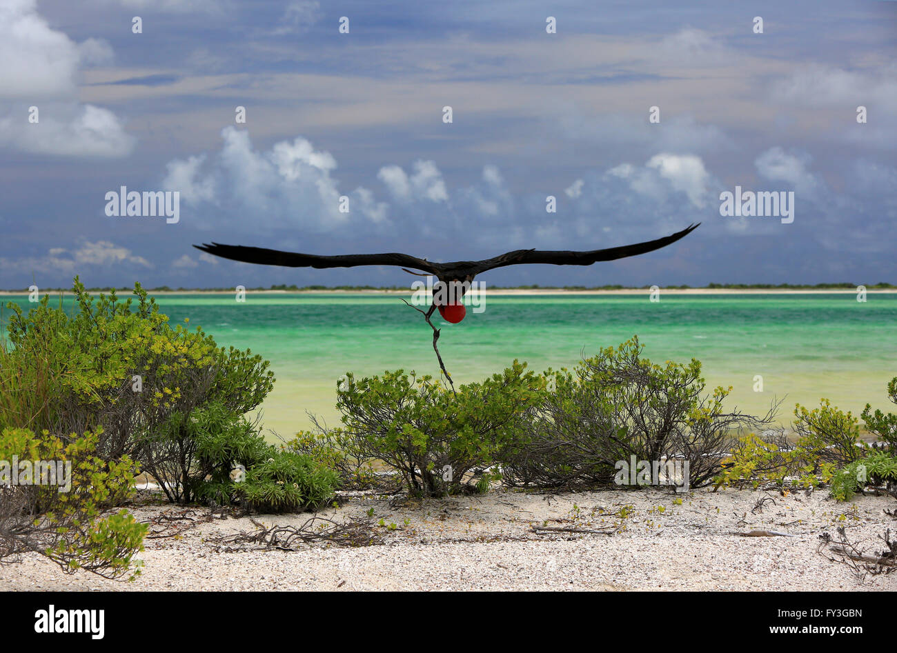 Frigatebird maschio con gonfiato rosso distintivo gola sacca è sulla stagione riproduttiva, la costruzione di un nido, Isola di Natale, Kiribati Foto Stock